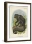 The White-Nosed Saki-null-Framed Giclee Print