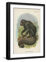 The White-Nosed Saki-null-Framed Giclee Print