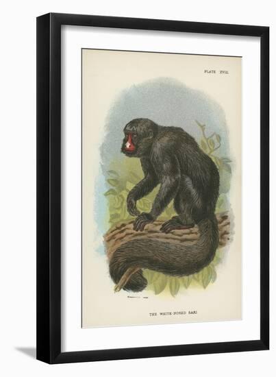 The White-Nosed Saki-null-Framed Giclee Print