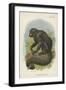 The White-Nosed Saki-null-Framed Giclee Print