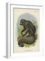 The White-Nosed Saki-null-Framed Giclee Print