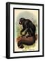 The White-Nosed Saki-G.r. Waterhouse-Framed Art Print