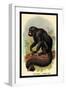 The White-Nosed Saki-G.r. Waterhouse-Framed Art Print