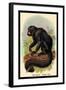 The White-Nosed Saki-G.r. Waterhouse-Framed Art Print