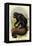 The White-Nosed Saki-G.r. Waterhouse-Framed Stretched Canvas