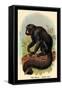 The White-Nosed Saki-G.r. Waterhouse-Framed Stretched Canvas