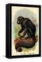 The White-Nosed Saki-G.r. Waterhouse-Framed Stretched Canvas