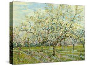 The White Orchard, 1888-Vincent van Gogh-Stretched Canvas