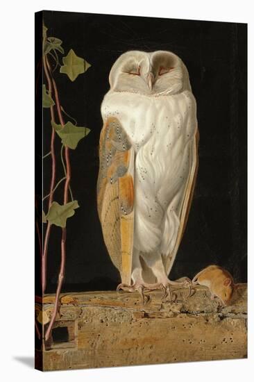 The White Owl, 1856-William J. Webbe-Stretched Canvas