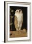 The White Owl, 1856-William J. Webbe-Framed Giclee Print