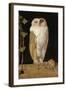 The White Owl, 1856-William J. Webbe-Framed Giclee Print