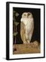 The White Owl, 1856-William J. Webbe-Framed Giclee Print