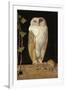 The White Owl, 1856-William J. Webbe-Framed Giclee Print