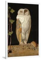 The White Owl, 1856-William J. Webbe-Framed Giclee Print