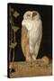 The White Owl, 1856-William J. Webbe-Stretched Canvas