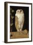 The White Owl, 1856-William J. Webbe-Framed Premium Giclee Print