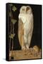 The White Owl: 'Alone and Warming His Five Wits, the White Owl in the Belfry Sits', 1856-William J. Webbe-Framed Stretched Canvas