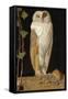 The White Owl: 'Alone and Warming His Five Wits, the White Owl in the Belfry Sits', 1856-William J. Webbe-Framed Stretched Canvas