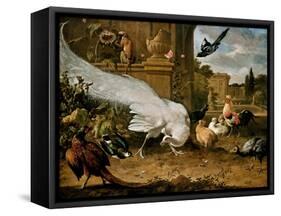 The White Peacock-Melchior d'Hondecoeter-Framed Stretched Canvas