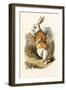 The White Rabbit-John Teniel-Framed Premium Giclee Print