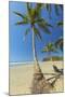 The White Sand Palm-Fringed Beach at This Laid-Back Village and Resort; Samara-Rob Francis-Mounted Photographic Print