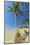 The White Sand Palm-Fringed Beach at This Laid-Back Village and Resort; Samara-Rob Francis-Mounted Photographic Print