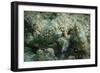 The White Spotted Eyes of the Tiger Mantis Shrimp Peering from Burrow-null-Framed Photographic Print