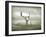 The White Stag-Lynne Davies-Framed Photographic Print