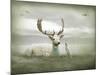 The White Stag-Lynne Davies-Mounted Photographic Print