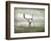 The White Stag-Lynne Davies-Framed Photographic Print