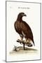 The White-Tailed Eagle, 1749-73-George Edwards-Mounted Giclee Print