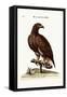 The White-Tailed Eagle, 1749-73-George Edwards-Framed Stretched Canvas