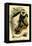 The White-Tailed Guereza-G.r. Waterhouse-Framed Stretched Canvas