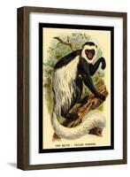 The White-Tailed Guereza-G.r. Waterhouse-Framed Art Print