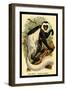 The White-Tailed Guereza-G.r. Waterhouse-Framed Art Print