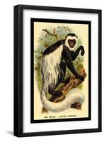 The White-Tailed Guereza-G.r. Waterhouse-Framed Art Print