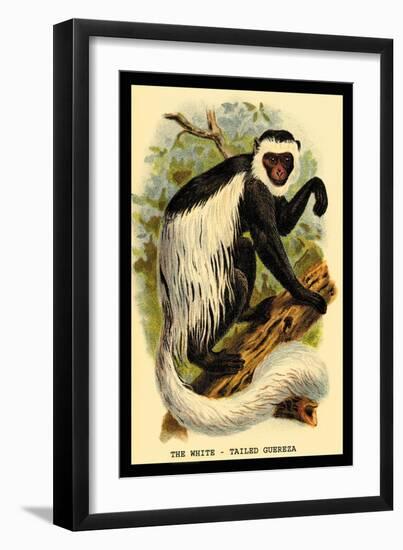 The White-Tailed Guereza-G.r. Waterhouse-Framed Art Print