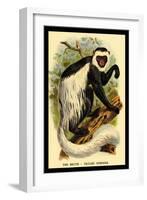 The White-Tailed Guereza-G.r. Waterhouse-Framed Art Print