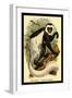 The White-Tailed Guereza-G.r. Waterhouse-Framed Art Print