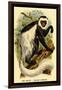 The White-Tailed Guereza-G.r. Waterhouse-Framed Art Print