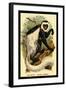 The White-Tailed Guereza-G.r. Waterhouse-Framed Art Print