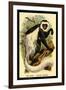 The White-Tailed Guereza-G.r. Waterhouse-Framed Art Print