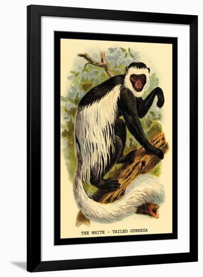 The White-Tailed Guereza-G.r. Waterhouse-Framed Art Print