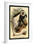 The White-Tailed Guereza-G.r. Waterhouse-Framed Art Print