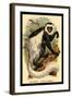 The White-Tailed Guereza-G.r. Waterhouse-Framed Art Print