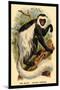 The White-Tailed Guereza-G.r. Waterhouse-Mounted Art Print
