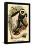 The White-Tailed Guereza-G.r. Waterhouse-Framed Stretched Canvas