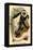 The White-Tailed Guereza-G.r. Waterhouse-Framed Stretched Canvas