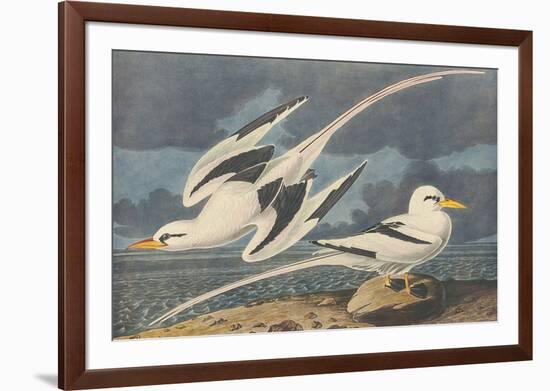 The White-Tailed Tropic Bird-John James Audubon-Framed Premium Giclee Print