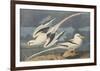 The White-Tailed Tropic Bird-John James Audubon-Framed Premium Giclee Print